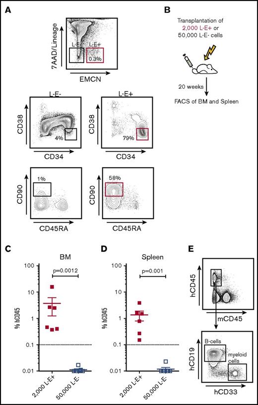 Figure 2. All functional HSCs in adult BM express EMCN. (A) Sorting strategy for the purification of 7AAD−L−EMCN+ (L−E+) and 7AAD−Lin-EMCN− (L−E−) cells from human BM and representative plot demonstrating a significant enrichment of immunophenotypic HSCs in L−E+ as compared with L−E− populations. (B) Transplantation of 50 000 L−E− and 2000 L−E+ highly purified BM cells into sublethally irradiated NOG mice and assessment of their capability for human long-term multilineage engraftment in BM and spleen 20 weeks after transplantation. (C-D) NOG mice transplanted with 2000 L−E+ (red squares) cells demonstrated marked human multilineage engraftment after 20 weeks (2 independent experiments; 3-4 replicates each, error bars shown as standard error of the mean), whereas mice transplanted with 50 000 L−E− (blue squares) cells demonstrated human engraftment at very low levels without detection of multilineage engraftment. (E) Representative flow cytometric analysis of human multilineage engraftment in the BM of NOG mice including human CD45+CD19+ B cells and human CD45+CD33+ myeloid cells. FACS, fluorescence-activated cell sorting.