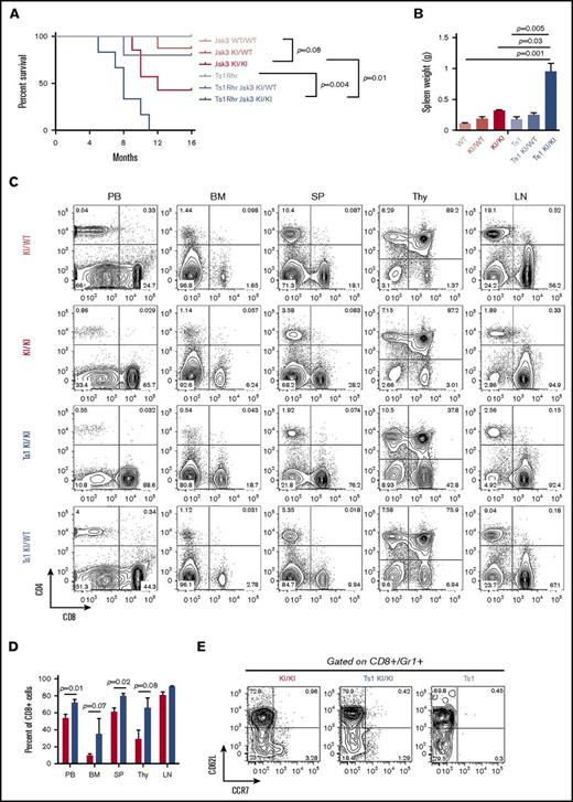 Figure 3. Trisomy of the DSCR cooperates with Jak3KI/KI to enhance the CTCL-like disorder. (A) Survival curves comparing Jak3-mutant mice in a euploid vs trisomic (Ts1Rhr) cellular context (4 to 8 mice per group). P values are indicated (log-rank Mantel-Cox test). (B) Histogram plots representing the average weight of spleens in 8- to 10-month-old mice. Data are shown as the mean ± SEM. P values are shown (Student t test). (C) Representative FACS plots of 10-month-old Jak3KI/WT, Jak3KI/KI, Ts1Rhr-Jak3KI/KI, and Ts1Rhr-Jak3KI/WT mice stained for T-cell markers CD4 and CD8 in PB, BM, SP, Thy, and LN cells. (D) Bar graph comparing the percentage of CD8+ cells in PB, BM, SP, Thy, and LN cells of Jak3KI/KI (black) and Ts1Rhr-Jak3KI/KI (blue) mice (4 to 8 mice per group; 4 independent experiments). Data are the mean ± SEM. P values are shown (Student t test). (E) Representative FACS plots assessing the expression of CD62L and CCR7 in the CD8+Gr1+ population of Jak3KI/KI, Ts1Rhr-Jak3KI/KI, and Ts1Rhr mice.