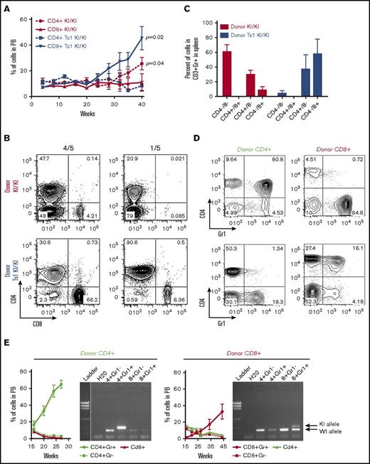 Figure 4. Jak3KI/KI CTCL-like disorder is transplantable and is characterized by heterogeneous cell populations. (A) Kinetics of the percentage of the CD4+ and CD8+ populations in the peripheral blood of sublethally irradiated recipients transplanted with Jak3KI/KI or Ts1Rhr-Jak3KI/KI splenic cells. Data are shown as the mean ± SEM (3 to 4 mice per group). P values are shown (Student t test). (B) Representative FACS plots of the CD4 and CD8 splenic cells gated on CD3+Gr1+ of recipient animals transplanted with Jak3KI/KI and Ts1Rhr-Jak3KI/KI cells. (C) Bar graphs showing the proportion of the different T cell populations in recipient animals (Gated on CD3+Gr1+). Mean ± SEM and P values are indicated (5 mice per group). (D) FACS plot showing the percentage of CD4+Gr1+ and CD8+Gr1+ in the peripheral blood at 20 weeks of recipient animals transplanted with sorted CD4+ or CD8+ donors. (E) Proportion of CD4+ and CD8+ in the peripheral blood of sublethally irradiated recipients transplanted with CD4+ or CD8+ sorted cells (n = 5 to 9 mice per group). The presence of the Jak3KI/KI allele was verified by genotyping CD4+Gr1–, CD4+Gr1+, CD8+Gr1–, and CD8+Gr1+ sorted cell populations from peripheral blood.