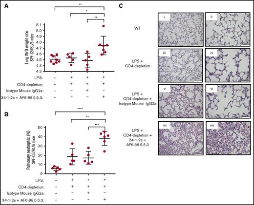 Figure 6. Priming with low-dose LPS restores TRALI in SPF mice. (A) Lung W/D weight ratios, (B) pulmonary PMN numbers, and (C) lung tissue histology analyses in LPS-primed mice (0.1 mg/kg) upon CD4+ T-cell depletion and anti-MHC class I antibody (clones 34-1-2s and AF6-88.5.5.3) infusion into indicated mouse groups. (C) Lung tissue images taken at original magnification ×20 (i,iii,v,vii) and ×40 (ii,iv,vi,viii) (hematoxylin and eosin stain). Representative images of each indicated group are shown. Scale bars represent 100 µM (i,iii,v,vii) and 50 µM (ii,iv,vi,viii). For the statistical analyses, only significant comparisons of interest are shown. Statistical analysis was performed with 1-way ANOVA with a Tukey post hoc test. (A-B) Each dot represents 1 mouse; all error bars represent SD. Figure panels show combinatorial data from 3 experiments.*P < .05, **P < .01, ***P < .001, ****P < .0001.