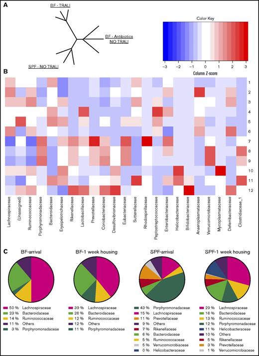 BF and SPF mice demonstrate a different gastrointestinal microbiome composition and priming with BF fecal matter restores TRALI-susceptibility in SPF mice. (A) Phylogenetic tree of BF mice, which are susceptible to TRALI (BF – TRALI); SPF mice, which do not suffer from TRALI (SPF – NO TRALI); and BF mice treated with antibiotics, which are also resistant to TRALI (BF – antibiotics NO TRALI). (B-C) Gastrointestinal bacterial heat maps and pie charts on family level, respectively. (D-E) Gastrointestinal bacterial heat maps on genus and species levels, respectively. (F-G) Data from BF fecal transfer into SPF mice: (A) lung W/D weight ratios, (B) pulmonary PMN numbers upon CD4+ T-cell depletion and anti-MHC class I antibody (clones 34-1-2s and AF6-88.5.5.3) infusion into indicated mouse groups. Heat map row numbers 1-3, BF mice upon arrival; 4-6, BF mice after 1 week of housing; 7-9, SPF mice upon arrival; and 10-12, SPF mice after 1 week of housing. (F-G) Analyzed by a 1-tailed unpaired Student t test and represent combinatorial data from 2 experiments. Each dot represents 1 mouse; error bars represent SD. *P < .05, **P < .01.