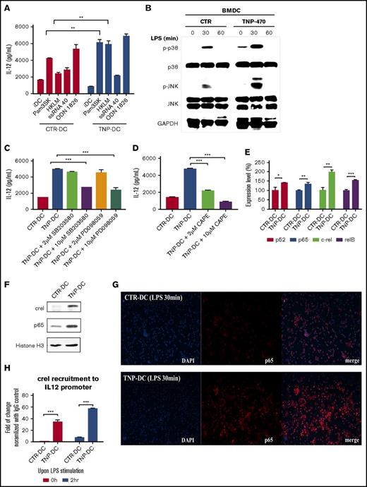 Figure 4. TNP-470–treated DCs trigger NF-κB transactivation of IL-12 and potentiate p38/JNK activation. (A) TNP-470/vehicle-treated DCs were stimulated with different TLR agonists (5 nM, 16hr). **P < .01 TNP-DC vs CTR-DC upon agonist stimulation. Data presented as mean ± SEM from 3 independent experiment. (B) TNP-470/vehicle-treated DCs were stimulated with LPS (1 µg/mL) for 0, 30, and 60 min. Total protein lysate was blotted with antibodies against p38, phosphor-p38, JNK, phosphor-JNK and GAPDH. Representative images from 2 independent experiment were showed. (C) TNP-470/vehicle-treated DCs were stimulated with LPS for 24 hours in the presence of 2 µM and 10 µM p38 inhibitor SB203580 and MAPK inhibitor PD98059. IL-12 secretion was detected by cytokine ELISA. ***P < .001 compared with TNP-470–treated DCs without inhibitor. Data presented as mean ± SEM from 2 independent experiment. (D) TNP-470/vehicle-treated DCs were stimulated with LPS (200 ng/mL) for 24 hours in the presence of 2 µM and 10 µM NF-κB inhibitor CAPE. IL-12 secretion was detected by cytokine ELISA. ***P < .001 compared with TNP-470–treated DCs without inhibitor. Data presented as mean ± SEM from 2 independent experiment. (E) Fold-of-change in expression of different NF-κB subunits, p52, p65, c-Rel and relB, which were normalized with GAPDH, in TNP-470/vehicle-treated DCs (200 ng/mL LPS for 4 hours). *P < .05, **P < .01 and ***P < .001 TNP-DC vs CTR-DCs. Data presented as mean ± SEM from 2 independent experiment. (F) TNP-470/vehicle-treated DCs was stimulated with LPS for 30 minutes. Expression of cRel, p65 and histone H3 (loading control) from nuclear fractions were detected. Representative images from 2 independent experiment were showed. (G) NF-κB p65 translocation assay. TNP-470/vehicle-treated DCs were stimulated with LPS for 30 minutes. The subcellular localization of p65 was visualized by immunofluorescence using anti-p65 antibody (red) and nuclei were stained by DAPI (blue). Representative images from 3 independent experiment were showed. Original magnification ×40. (H) Recruitment of NF-κB subunit c-Rel to IL-12 promoter. TNP-470/vehicle-treated DCs were stimulated with LPS for 0 and 2 hours. Cells were then cross-linked and lysed. DNA was immunoprecipitated with anti-cRel and control IgG. Degree of c-Rel recruitment to IL12 promoter was quantified by real time PCR. *** P < .001 TNP-DC vs CTR-DC. Representative data presented as mean ± SEM from 2 independent experiment.