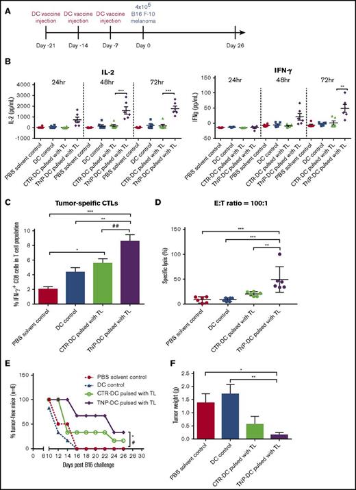 Figure 5. Enhanced tumor-specific immunogenicity and protective effect(s) of TNP-470–treated DC vaccine in prophylactic B16 melanoma vaccination model. (A) Schematic diagram of prophylactic setting of vaccination model. Mice were immunized with PBS (solvent control), DC without tumor lysate pulsing (DC control), tumor lysate-pulsed TNP-470/vehicle-treated DC vaccine. (B) Lymphocytes from immunized mice in different groups were collected and stimulated with tumor lysate (50 µg/mL) for 24, 48 and 72 hours ex vivo. Culture supernatant was detected for secretion of IL-2 (left) and IFN-γ (right). **P < .01 and *** P < .001 TNP-DC vaccine vs vehicle DC vaccine. (C) To quantify amount of tumor-specific CTLs from mice in different groups, lymphocytes were stimulated with tumor lysate (50 µg/mL) for 72 hours ex vivo, followed by re-stimulation of PMA/Ionomycin for 6 hours. Cells were then stained with CD3, CD8 and IFN-γ. Tumor-specific CTLs were determined by flow cytometric analysis of CD3+CD8+IFN-γ+ cells. *P < .05 vehicle DC vaccine vs PBS solvent control. **P < .01 TNP-DC vaccine vs DC control. ***P < .001 TNP-DC vaccine vs PBS solvent control. ##P < .01 TNP-DC vaccine vs vehicle DC vaccine. Data presented as mean ± SD (n = 6) from 2 independent studies. (D) Tumor-specific cytolytic activity. Lymphocytes from mice in different groups were collected and stimulated with tumor lysate (50 µg/mL) for 72 hours ex vivo, then harvested as effector cells (E), and B16-F10 cells were used as target cells (T). Specific lysis was detected by LDH assay at E:T ratio = 100:1. **P < .01 TNP-DC vaccine vs vehicle DC vaccine; ***P < .001 TNP-DC vaccine vs PBS solvent control and DC control. Data presented as mean ± SD (n = 6) from 2 independent studies. (E) Percentages of tumor-free mice in different vaccination groups (n = 6). *P < .05 TNP-DC vaccine vs PBS solvent control. #P < .05 TNP-DC vaccine vs DC control. (n = 6, Modified Kaplan-Meier Survival Analysis). (F) Weight of solid tumor developed on mice on day 26 (end point). *P < .05 TNP-DC vaccine vs PBS solvent control. **P < .01 TNP-DC vaccine vs DC control. Data presented as mean ± SD (n = 6) from 2 independent studies.