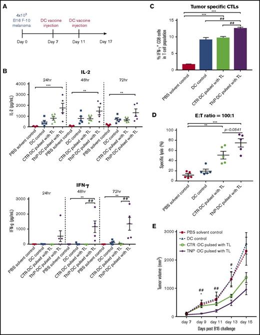Figure 6. Enhanced tumor-specific immunogenicity and delayed tumor progression by TNP-470–treated DC vaccine in therapeutic B16 melanoma vaccination model. (A) Schematic diagram of therapeutic setting of vaccination model. Solid tumor was developed on mice by subcutaneous injection of B16 melanoma. When size of solid tumor reached around 150 mm3 (day 7), mice were immunized with PBS (solvent control), DC without tumor lysate pulsing (DC control), tumor lysate-pulsed TNP-470/vehicle-treated DC vaccine on day 7 and day 11, respectively. (B) Lymphocytes from immunized mice in different groups were collected and stimulated with tumor lysate (50 µg/mL) for 24, 48, and 72 hours ex vivo. Culture supernatant was detected for secretion of IL-2 (top) and IFN-γ (bottom). **P < .01 and *** P < .001 TNP-DC vaccine vs PBS solvent control; ##P < .01 TNP-DC vaccine vs vehicle DC vaccine. (C) To quantify amount of tumor-specific CTLs from mice in different groups, lymphocytes were stimulated with tumor lysate (50 µg/mL) for 72 hours ex vivo, followed by re-stimulation of PMA/Ionomycin for 6 hours. Cells were then stained with CD3, CD8 and IFN-γ. Tumor-specific CTLs were determined by flow cytometric analysis of CD3+CD8+IFN-γ+ cells. ***P < .05 TNP-/vehicle DC vaccine vs PBS solvent control; ##P < .01 TNP-DC vaccine vs DC control/ vehicle DC vaccine. Data presented as mean ± SD (n = 5). (D) Tumor-specific cytolytic activity. Lymphocytes from mice in different groups were collected and stimulated with tumor lysate (50µg/mL) for 72 hours ex vivo, then harvested as effector cells (E), and B16-F10 cells were used as target cells (T). Specific lysis was detected by LDH assay at E:T ratio = 100:1. **P < .01 vehicle DC vaccine vs PBS solvent control; ***P < .001 TNP-DC vaccine vs PBS solvent control. Data presented as mean ± SD (n = 5). (E) Solid tumor development in therapeutic setting of B16 melanoma vaccination model. Mice with solid tumor (around 150 mm3 on day 7) were vaccinated with vehicle PBS, DC without tumor lysate pulsing, tumor lysate-pulsed vehicle DC vaccine, TNP-470–treated DC vaccine. Tumor volume of solid B16 melanoma developed on mice from day 7 to day 15. Data are presented as mean ±SD (n = 5) *P < .05, TNP-DC vaccine vs vehicle DC vaccine; #P < .05, ##P < .01 TNP-DC vaccine vs PBS solvent control.