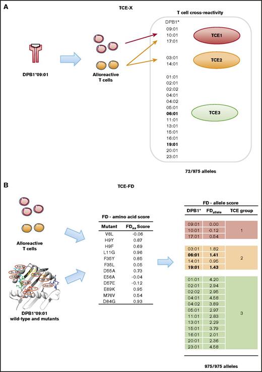 Figure 1. TCE group classification of DPB1 alleles by TCE-X or TCE-FD. (A) TCE classification of DPB1 alleles based on in vitro cross-reactivity patterns of alloreactive T cells nominally directed against DPB1*09:01.26 Alleles that were reproducibly cross-recognized by a panel of 5 DPB1*09:01-specific alloreactive T-cell effectors were grouped together as TCE group 1 (red), whereas DPB1 alleles recognized by only a part or none of these T cells were classified into TCE groups 2 (orange) and 3 (green), respectively.26 In total, 72 of the 975 DPB1 alleles known to date were experimentally tested for TCE-X (see Supplemental Table 1 for a comprehensive list of TCE group assignment for these alleles). These 72 DPB1 alleles classifiable by TCE-X represent only 7.4% of all known DPB1 alleles and account for only 65% of the CWD alleles for this locus.33,34 Shown here are 19 DPB1 alleles reported with a frequency ≥ 0.5% in in a large population of European descent,68 which together make up 98% of the total DPB1 allele frequency. Two alleles (DPB1*06:01 and *19:01) that changed classification from TCE3 in TCE-X to TCE2 in TCE-FD are indicated in bold. (B) TCE classification of any known DPB1 allele based on in silico prediction by FD scores. The latter were experimentally obtained by generating a panel of 12 site-directed single amino acid mutants of DPB1*09:01 and assessing the median strength of recognition for each mutant by alloreactive T cells relative to wild-type DPB1*09:01.28 Based on this, the FD amino acid (FDaa) scores were calculated for each mutant, with high scores representing a high functional impact and low scores representing a low functional impact of the mutation. For each DPB1 allele, the sum of FDaa scores of each of the 12 polymorphic residues analyzed was used to calculate the FDallele score. Experimental TCE classification by TCE-X was found to reflect the range of FDallele scores as follows: TCE1, FDallele < 0.6; TCE2, 0.6 < FDallele < 2.0; and TCE3, FDallele > 2.0.28 TCE classification of the 19 DPB1 from panel A is indicated with TCE1, TCE2, and TCE3 in red, orange, and green, respectively. Two alleles (DPB1*06:01 and *19:01) that changed classification from TCE3 in TCE-X to TCE2 in TCE-FD are indicated in bold.