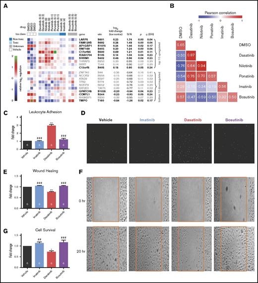 Figure 2. A phosphoproteomic signature of vascular toxicity predicts that bosutinib is nontoxic to human ECs in vitro. Phosphoproteomic profiling was performed on HUVECs treated with each TKI for 3 hours. (A) Marker selection was used to identify the top and bottom 10 peptides that distinguish the toxic (dasatinib, ponatinib, and nilotinib) from the nontoxic (imatinib) TKIs as ranked by signal to noise. Eleven peptides were chosen as the toxicity signature based on P < .05 and q < .25 (bold). (B) The similarity of each drug to one another based on the 11-phosphopeptide signature was calculated using averaged Pearson correlation coefficients. Bosutinib is more similar to the nontoxic TKI, imatinib. The diagonal (each drug vs itself) may be interpreted as replicate reproducibility. (C-D) Leukocyte adhesion (C) was quantified from representative images (D) of adherent fluorescently labeled U937 leukocytes. (E-F) Wound healing (E) was determined by quantifying the number of HUVECs that migrated into the scratch wound from representative images (F). (G) HUVEC survival was quantified by the Cell TiterGlo Luminescent assay. Data in panels C-F are presented as mean fold change ± standard error of the mean relative to vehicle-treated control. Significance was determined by 1-way analysis of variance and Dunnett post-test. *P < .05; ***P < .001 vs vehicle. ##P < .01; ###P < .001 vs dasatinib. The number of experiments per condition is displayed within each bar. (D,F) Original magnification ×4. DMSO, dimethyl sulfoxide.