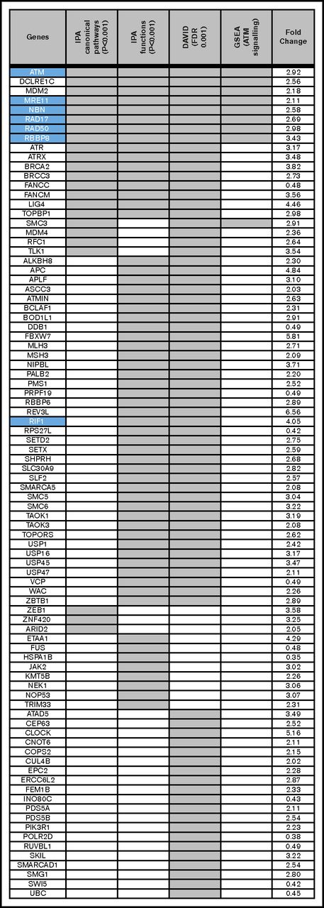 Figure 4. Functional analysis of differentially translated genes demonstrates enrichment for DNA repair pathways. The 748 genes that are differentially translated between type A and type B were subjected to a function and pathway enrichment analysis using (1) QIAGEN's Ingenuity Pathway Analysis tool (IPA, https://www.qiagenbioinformatics.com/products/ingenuity-pathway-analysis/), (2) Biological Process GO terms attached to the genes using the DAVID Functional Annotation tool, and (3) GSEA. Eighty-eight genes were extracted from this analysis; of which, 16 are found in IPA's DNA repair-related canonical pathways (adjusted P < .001), are enriched in IPA DNA repair-related functional groupings (adjusted P < .001), and are annotated by DAVID with DNA repair relevant GO terms (FDR < 0.001). Forty-one are found by 2 of these methods and the remainder by 1 method. The Ingenuity canonical pathways are: DNA Double-Strand Break Repair by Homologous Recombination, DNA Double-Strand Break Repair by Non-Homologous End Joining, Role of BRCA1 in DNA Damage Response, and ATM Signaling. The Ingenuity functions are: DNA damage response of cells, double-stranded DNA break repair, double-stranded DNA break repair of cells, and repair of DNA. The DAVID terms are: GO:0006974 (cellular response to DNA damage stimulus) and GO:0006281 (DNA repair). The GSEA results confirm an enrichment of genes involved in the ATM signalling pathway. The right column presents the fold change in translational efficiency of cluster A as compared to cluster B. Twelve genes are downregulated in cluster A, but all other genes are upregulated. Genes in the ATM pathway. either upstream (ie, MRE11, RAD50, and NBN) or interacting (ie, RBBP8, RAD17, and RIF1), are highlighted (blue). Apart from RIF1 all of these genes are present in all 4 of the analyses.