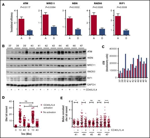 Figure 5. Translational efficiency of ATM, MRN complex, and RIF1. (A) Mean translational efficiency for each gene (ATM, MRE11, RAD50, NBN, and RIF1) in type A or type B is presented as a column and the error bars represent SEM. All 5 genes have significantly different TE (Xtail analysis) between types A and B: ATM, P = .0117; MRE11, P = .0084; NBN, P = .0002; RAD50, P = .0038; and RIF1, P = .0009. (B) Western blots showing the effects of CD40L/IL-4 culture on expression of ATM, MRE11, NBN, RAD50, and RIF1 (n = 11). GAPDH is the loading control. Patient ID is given above (labeled 37-47) the autorads. (C) Densitometry. Western bands were quantitated and the raw data plotted. Red columns are baseline ATM; blue columns are levels of ATM following CD40L/IL-4 stimulation. Patient ID is along the x-axis. There is a significant difference (paired 2-tailed Student t test) between ATM levels at baseline and after stimulation (P = .001). (D) Comet assay. Unstimulated cells (solid red circles) and CD40L/IL-4–activated cells (white circles) were exposed to XR (5 Gy). Olive tail moment was measured at 0, 10, and 40 minutes. Horizontal bars are medians and error bars are interquartile ranges. Olive tail moment is significantly lower in CD40L/IL-4–activated cells (Mann-Whitney U test, ****P < .0001). Patient ID40. (E) Comet assays were carried out in a further 5 patients (IDs 41, 44, 45, 46, and 47) with or without CD40L/IL-4 stimulation. Olive tail moments at 40 minutes have been median normalized to facilitate comparisons. Horizontal bars are medians and error bars are interquartile ranges. There are significant differences in olive tail moment following activation by CD40L/IL-4 for patients ID41, ID44 and ID47, but not for patients ID45 and ID46. (Mann-Whitney U test; patient ID41, *P = .02; ID44, *P = .04; ID45, P = .07; ID46, P = .06; and ID47, ****P = .0001). ns, not significant.