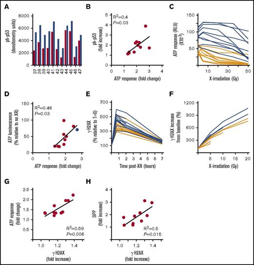 Figure 7. Levels of the ATM target proteins ph-p53 and γH2AX increase in association with increased global translation following XR. (A) Densitometry. Western bands (from Figure 6A) were quantitated and the raw data plotted. Red columns are baseline ph-p53 (following XR but without CD40L/IL-4); blue columns are levels of ph-p53 following XR and with CD40L/IL-4 stimulation. Patient ID is along the x-axis. There is a significant difference (paired 2-tailed Student t test) between ph-p53 levels at baseline and after stimulation (P < .0001). (B) Fold increase in ph-p53 after CD40L/IL-4 stimulation of X-irradiated cells correlated with fold-increase in viability due to CD40L/IL-4 (R2 = 0.4, P = .03). (C) Cell viability (ATP luminescence RLU) following different doses of XR (5, 20, 35, and 50 Gy) in samples that were either untreated (orange lines) or CD40L/IL-4–treated (blue lines) (n = 10). Although there was no significant difference (paired 2-tailed Student t tests) in ATP luminescence between CD40L/IL-4–stimulated and unstimulated at 5 Gy (P = .06), there were significant differences at 20 Gy (P < .0001), 35 Gy (P < .0001), and 50 Gy (P = .0002). (D) Relative improvement in cell survival due to CD40L/IL-4 following XR. Cells were stimulated with CD40L/IL-4 and either treated with XR (50 Gy) or not treated. Viability (percentage as compared with no XR) correlated with fold-increase in viability due to CD40L/IL-4 alone (R2 = 0.46, P = .03). The blue dot is a 17p deleted case (patient 46) demonstrating that this had among the highest viability following XR. (E) γH2AX response (percentage as compared with T = 0) in CLL cells at times up to 7 hours following XR (5 Gy) either stimulated with CD40L/IL-4 (blue lines) or unstimulated (orange lines) (n = 11). There were significant differences (paired 2-tailed Student t tests) in ATP luminescence between CD40L/IL-4–stimulated and unstimulated at 40 minutes (P = .0002) and 120 minutes (P = .0002), but not at 420 minutes (P = .06) (F) γH2AX response (percentage as compared with no XR) following doses of XR (2, 5, 10, and 20 Gy) in CLL cells either stimulated with CD40L/IL-4 (blue lines) or unstimulated (orange lines) (n = 5). There were significant differences (paired 2-tailed Student t tests) in γH2AX response between CD40L/IL-4–stimulated and unstimulated at 5 Gy (P = .01) and 10 Gy (P = .01). (G) CD40L/IL-4 response correlates with γH2AX response. The ratio of ATP luminescence in XR-treated and CD40L/IL-4–stimulated cells to that obtained in unstimulated but XR-treated cells is correlated to γH2AX response (determined as ratio of mean fluorescence index from XR-treated and CD40L/IL-4–stimulated cells to that from unstimulated but XR-treated cells) (n = 10) (R2 = 0.59, P = .006). (H) OPP response correlates with γH2AX response (n = 10) (R2 = 0.5, P = .015). The ratio of mean fluorescence index obtained in XR-treated and CD40L/IL-4–stimulated cells to that obtained in unstimulated but XR-treated cells is plotted for both OPP and γH2AX.