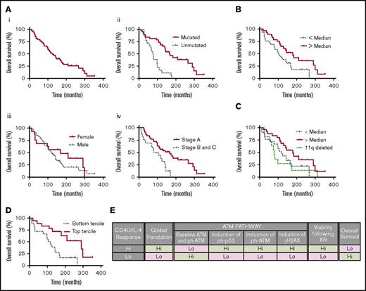 Figure 8. Lower ATM levels are associated with reduced overall survival in a cohort of patients. (A) Kaplan Meier curves constructed using a cohort of patients (supplemental Table 3) (n = 57). (i) Overall survival of the whole cohort. Median survival 124 months. (ii) Overall survival by immunoglobulin heavy chain gene mutational status (solid red line mutated and dotted blue line unmutated). Median survival of mutated patients 168 months and unmutated 75.5 months. Log-rank test P ≤ .0001. (iii) Overall survival by sex (solid red line, female; dotted blue line, male). Median survival of female patients 168 months and males 117 months. Log-rank test P = .402. (iv) Overall survival by Binet stage (solid red line stage A and dotted blue line stages B and C). Median survival of stage A patients 165.5 months and stages B and C 92.3 months. Log-rank test P = .0037. (B) Overall survival of the entire cohort, including patients with 11q deletion, by ATM level (solid red line patients with ATM levels above the median and dotted blue line patients with ATM levels below the median). Median survival of patients with ATM greater than median (n = 28) 178.5 months and patients less than median (n = 29) 99.5 months. Log-rank test P = .023. (C) Overall survival of 11q deleted patients (n = 11) (dashed green line), patients with ATM levels less than median and intact 11q (n = 21) (dotted blue line) and patients with ATM levels greater than median and intact 11q (n = 25) (solid red line). Median survival of 11q deleted patients 79 months, patients with ATM levels less than median 117 months and patients with ATM levels greater than median 178.5 months. There is a significant difference in survival between patients with ATM levels greater than median and 11q deleted patients (log-rank test P = .044) but not for the other comparisons. (D) Overall survival of patients (excluding 11q deleted cases) with ATM levels in the lower tercile (n = 18) (dotted blue line) and patients with ATM levels in the upper tercile (n = 18) (solid red line). Median survival of lower tercile patients 110.8 months and patients with ATM levels in the upper tercile 290 months. There is a significant difference in survival (log-rank test, P = .0037). (E) Summary. CD40L/IL-4 stimulation promotes global translation and translational regulation of the ATM pathway to different degrees in different individuals. CD40L/IL-4 responses are correlated with survival and DNA repair following XR and CD40L/IL-4 drives ATM steady-state protein levels and levels of ATM target proteins, ph-p53, and γH2AX.