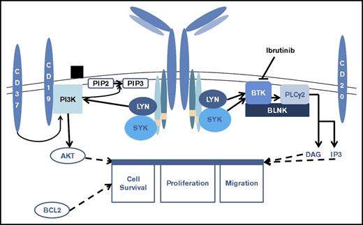 Figure 1. The role of BTK in B-cell survival, proliferation, and migration.