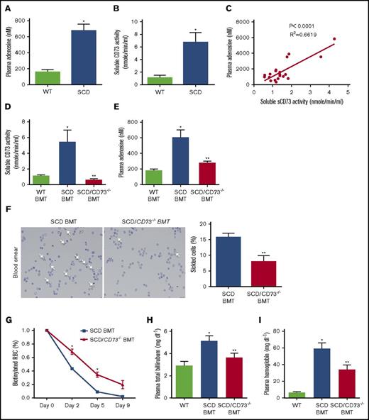 Figure 1. Genetic deletion of CD73 in SCD mice decreases hemolysis and increases erythrocyte lifespan by attenuating plasma CD73 activity and plasma adenosine level. (A-B) Plasma adenosine level and plasma CD73 activity level in WT and SCD mice. (C) Correlation of plasma CD73 activity and plasma adenosine level in SCD mice. (D) Plasma CD73 activity and (E) plasma adenosine level in WT BMT mice, SCD BMT mice, and SCD/CD73−/− BMT mice. (F) Representative image of sickled erythrocytes and the percentage of sickled erythrocytes in SCD BMT mice and SCD/CD73−/− BMT mice (magnification ×400). (G) Lifespan of erythrocytes in SCD BMT and SCD/CD73−/− BMT mice. (H) Plasma total hemoglobin and (I) plasma bilirubin in WT BMT mice, SCD BMT mice, and SCD/CD73−/− BMT mice. Data are expressed as mean ± SEM. n = 5 for each group; *P < .05 vs WT, **P < .05 vs SCD, Student t test.