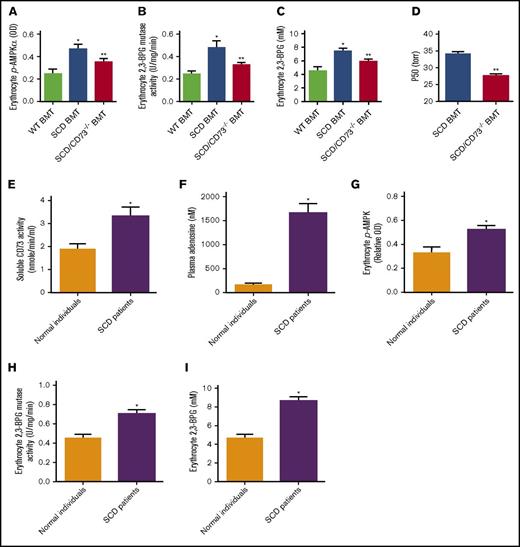 Figure 3. CD73 is important for elevation of plasma adenosine, erythrocyte p-AMPK, erythrocyte 2,3-BPG mutase activity, and erythrocyte 2,3-BPG in both SCD mice and SCD patients. (A) Erythrocyte p-AMPK, (B) erythrocyte 2,3-BPG mutase activity, (C) erythrocyte 2,3-BPG level, and (D) hemoglobin oxygen release capacity (P50) in WT BMT, SCD BMT, and SCD/CD73−/− BMT mice. (E) Plasma CD73 activity, (F) plasma adenosine level, (G) erythrocyte p-AMPK levels quantified by ELISA, (H) erythrocyte 2,3-BPG mutase activity, and (I) 2,3-BPG level in normal individuals and sickle cell disease patients. Data are expressed as mean ± SEM. n = 5 for each group; *P < .05 vs control, **P < .05 vs SCD, Student t test.