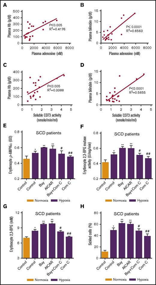 Figure 4. AMPK underlies the detrimental role of CD73-mediated adenosine signaling in erythrocytes in SCD patients. Plasma adenosine levels were correlated to (A) plasma hemoglobin and (B) bilirubin. Plasma CD73 activity was correlated to plasma (C) hemoglobin and (D) bilirubin. (E-H) Changes in erythrocyte-phosphorylated AMPK level, 2,3-BPG mutase activity, 2,3-BPG concentrations and percentage of sickled cells in erythrocytes isolated from SCD patients after incubation under hypoxic conditions in the absence or presence of Bay Compound (ADORA2B agonist), AICAR (AMPK agonist), Bay Compound + Compound C (AMPK antagonist), Compound C, respectively. *P < .05 vs normoxic condition; **P < .05 vs untreated samples under hypoxic condition; #P < .05 versus Bay Compound–treated samples under hypoxic condition. ##P < .05 vs untreated samples under hypoxic condition.