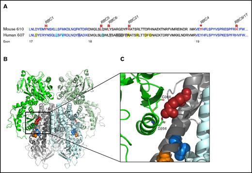 Figure 1. Distribution of Tfrc mutations identified in ENU mutagenesis screens. (A) Amino acid sequence of the mouse (upper) and human (lower) ectopic helical domain of the Tfrc gene. Mutations identified in murine ENU mutagenesis screens are highlighted (red), with their corresponding RBC mutant strain. Known ligand binding positions include Tf binding (yellow), HFE binding (blue), and sites with overlapping Tf/HFE binding (gray). (B) Three-dimensional structure of the murine TfR-Tf complex (PD entry 3S9L) inspected by PyMOL (version 2.0.3). A cluster of Tfrc mutations (RBC5, orange; RBC6, blue; RBC21, red) is highlighted. (C) Closer inspection of the RBC21 mutation and its positioning within the TfR-Tf complex. The R654 amino acid (human equivalent, R651) is shown to have a direct Tf binding role via interactions with Tf amino acids C368 and D356. Other mutation sites (RBC5, RBC6) are suggested to play structural roles within the receptor.
