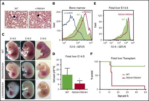 Figure 2. Phenotype of the RBC21 mouse. (A) Peripheral blood smears of 7-week-old WT and RBC21 heterozygous (Tfrc+/R654H) mice (original magnification ×400; hematoxylin and eosin stain). Heterozygotes show microcytic red cells with mild pallor. (B) Flow cytometric analysis of CD71 expression levels, performed on live Ter-119+ bone marrow erythroblasts of WT, RBC6 (Tfrc+L645R), and RBC21 (Tfrc+/R654H) mice. (C) Timed pregnancies showing WT, RBC21 homozygous (TfrcR654H/R654H), and RBC6/RB21 double-heterozygous (TfrcL645R/R654H) embryos, dissected at embryonic days 14.5, 16.5, and 18.5. (D) Fetal liver live cell counts performed on WT and RBC21 homozygous (TfrcR654H/R654H) embryos at embryonic day 14.5 (n = 4). (E) Flow cytometric analysis of CD71 expression levels, performed on live Ter-119+ fetal liver cells of WT and RBC21 homozygous (TfrcR654H/R654H) embryos at embryonic day 14.5. (F) Survival curve of irradiated adult mice transplanted with WT or RBC21 homozygous (TfrcR654H/R654H) fetal liver cells, extracted from E14.5 embryos. Median survival of homozygous cohort, 13 days (n = 12). *P < .05. Tx, treatment.