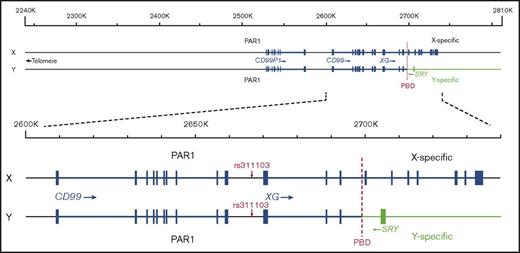 Figure 2. Schematic representation of the genomic organizations of XG and CD99 on the X and Y chromosomes and the location of SNP rs311103. The genomic organizations of the RefSeq transcripts of XG (accession NM_175569) and CD99 (NM_002414) in the National Center for Biotechnology Information database are represented schematically (based on assembly GRCh37). The blue rectangles represent the exon regions. The red dashed lines indicate the pseudoautosomal boundary (PBD). The genomic DNA sequences of the X chromosome 2240-2810-kb regions of 8 females and 8 males with different Xga/CD99 blood group phenotypes were determined in our pilot study.