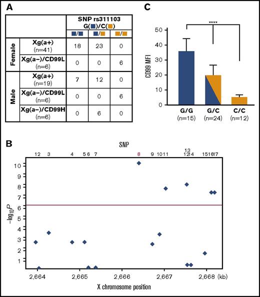 Figure 3. Association between SNP rs311103 and Xga/CD99 blood groups. (A) Association of SNP rs311103 with the Xga/CD99 blood groups. The G and C polymorphic nucleotides of SNP rs311103 are identified by blue and yellow squares, respectively. In total, 16 of the 41 Xg(a+) female samples and 17 of the 19 Xg(a+) male samples were subjected to CD99 blood group typing, and the 33 Xg(a+) samples were found to have the CD99H phenotype. (B) Association P values of the 17 SNPs. The χ2 test was used to analyze the association P values of the 17 SNPs from the enrolled 78 individuals. The y-axis shows −log10 P values, and the x-axis shows the X-chromosome positions. The red horizontal line corresponds to a P value of 5.0 × 10‒7. SNP no. 8 is rs311103. (C) Quantitative comparison of RBC CD99 antigen expression levels across the individual groups with different genotypes at SNP rs311103. A total of 51 of the 78 individuals enrolled in the present study were subjected to quantitative analysis to determine their RBC CD99 antigen expression levels using flow cytometry. The means of the CD99 mean fluorescence intensities (MFIs; refer to the legend of Figure 1C) in each of the individual groups according to their genotypes at rs311103 are presented; the error bars indicate the standard error of the mean of each group. Statistical analyses among the different groups were performed using the Kruskal-Wallis test (****P < .0001).