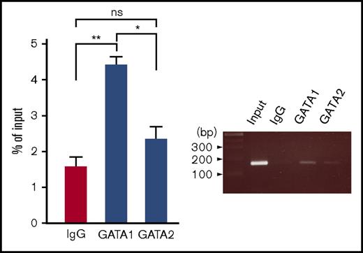Figure 7. Association of the GATA1 factor with the SNP rs311103 genomic region in vivo. The association status of the endogenous GATA1 and GATA2 transcription factors with the rs311103 genomic region in HEL erythroleukemia cells was examined using ChIP analysis. The amount of the genomic segment spanning rs311103 present in the chromatin DNA immunoprecipitated with anti-GATA1 antibody, anti-GATA2 antibody, or normal rabbit immunoglobulin G (IgG) and the input DNA samples were quantitatively compared using real-time PCR (left panel). The results were obtained from 3 independent experiments and are presented as percentages of the amount of the rs311103 segments in the input DNA sample; the error bars indicate the standard deviations. The statistical differences between GATA1 and IgG and between GATA2 and IgG were analyzed using the unpaired t test. A gel image of a 2.0% agarose gel electrophoresis analysis of the PCR products is shown (right panel). **P < .01, *P < .05.