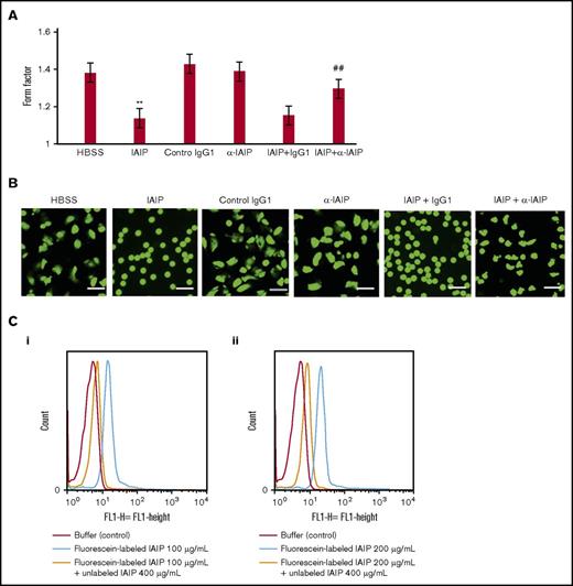 Figure 3. Effect of mAb against IAIPs on IAIP-induced induction of spherical shape in neutrophils. (A) Anti-IAIP mAb (69.26; 10 μg/mL) or control IgG1 was added simultaneously with IAIPs (100 μg/mL) and the incubation continued for 1 hour. The form factors were determined. The results shown are the means ± SEM of 7 experiments. **P < .001 vs HBSS; ##P < .001 compared with IAIPs + IgG1. (B) Typical picture from each group is shown (calcein stain; scale bars, 20 μm). (C) FACS analysis of IAIP binding on isolated human neutrophils. Purified human neutrophils were incubated with fluorescein-labeled IAIPs (100 and 200 μg/mL) in the presence or absence of unlabeled IAIPs (400 μg/mL) for 30 minutes at 37°C. After washing once, the fluorescein-labeled IAIPs were fixed by 0.5% PFA. The fluorescence intensity of the binding of IAIPs on neutrophils was analyzed by a FACS caliber. (i) Fluorescein-labeled IAIPs, 100 µg/mL; (ii) fluorescein-labeled IAIPs, 200 µg/mL. Buffer control is shown in red, fluorescein-labeled IAIPs is shown in blue, and fluorescein-labeled IAIPs in the presence of unlabeled IAIPs is shown in yellow. The data are representative of 2 independent experiments.
