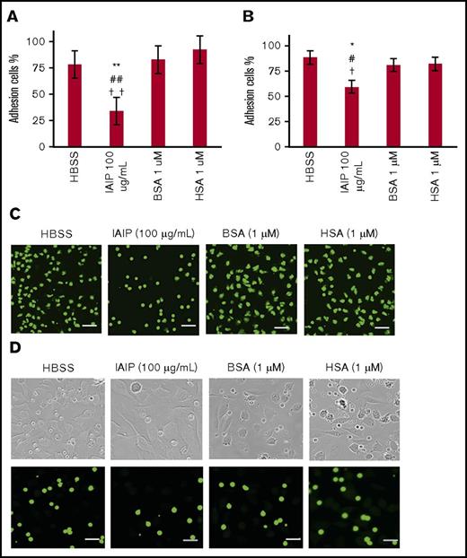 Figure 6. Neutrophil adhesion assay. The purified human neutrophils were incubated with HBSS, IAIPs (100 μg/mL), BSA (1 μM), or HSA (1 μM) for 1 hour at 37°C in a 96-well polystyrene microtiter plate (A,C) or on a monolayer of EA.hy 926 (B,D). After gentle washing of the microtiter plate or EA.hy 926 monolayer with PBS twice, the residual cell numbers were counted and expressed as percentages of the initial cell numbers. (A-B) The results shown are the means ± SEM of 10 experiments. **P < .01 vs HBSS, ## P < .01 vs HSA, and ††P < .001 vs BSA on a 96-well microtiter plate (A) and *P < .05 vs HBSS, #P < .05 vs HSA, and †P < .05 vs BSA on a monolayer of EA.hy 926 (B). (C-D) Typical pictures are shown from each group (calcein stain; scale bars, 20 μm). Top panels in panel D show the phase contrast images of corresponding lower fluorescence microscopic pictures.