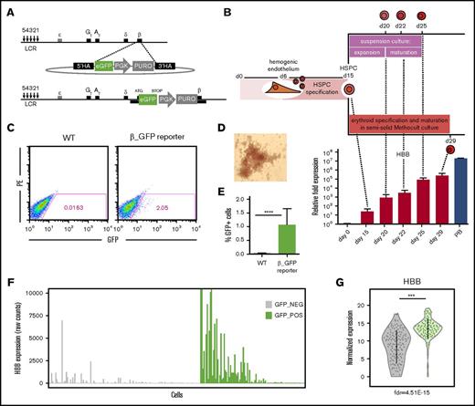 Figure 1. Characterization and validation of the β-globin reporter human iPSC (hiPSC) line. (A) Targeting schematic depicting the introduction of a promoterless enhanced GFP (eGFP) cassette after the β-globin promoter. (B) Differentiation schematic and corresponding changes in β-globin transcript levels (quantitative reverse transcription PCR) during erythroid specification ± standard deviation (SD; 2 ≤ n ≤ 9). β-actin was used as a reference gene. CD34+ cells isolated from peripheral blood and specified toward the erythroid lineage (PB) were included as a primary control. (C-E) Characterization of wild-type (WT) or reporter (β_GFP) hiPSC-derived erythroid cells after 29 days of differentiation: representative FACS plots of GFP readout (C), bright field microscopy showing BFU-E colony morphology (×10) (D), and quantification of percentage of GFP+ cells ± SD (n = 9) (E). (F) HBB expression in individual GFP− (gray) and GFP+ (green) cells based on scRNAseq counts. (G) Violin plot demonstrating a significant enrichment for HBB transcripts in the GFP+ fraction (green) compared with the GFP− (gray) fraction based on normalized counts. ***FDR ≤ 0.0005, ****P ≤ .001. HA, homology arm; LCR, locus control region; PE, phycoerythrin; PGK, phosphoglycerate kinase promoter; PURO, puromycin resistance gene.