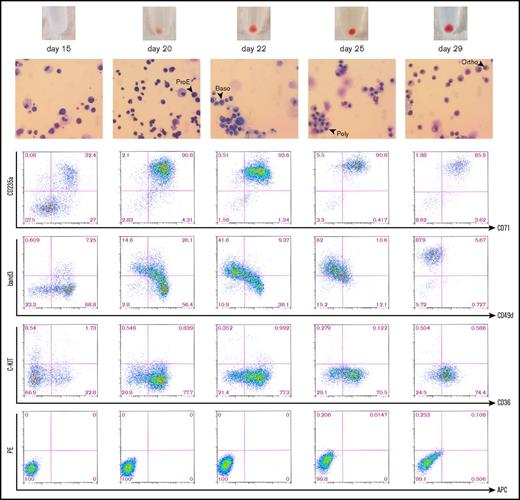 Figure 2. Characterization of erythroid differentiation. Time course including bright field microscopy images (×40) of Wright-Giemsa–stained cytospins and cell pellets (top) and FACS plots showing cell surface marker expression (bottom) at successive stages during erythroid differentiation. The time points shown correspond to the time points illustrated in Figure 1B. Day-15 cells represent HSPCs; suspension cultures were sampled at days 20, 22, and 25 to obtain progenitors at intermediate stages of erythroid specification; and day-29 cells represent BFU-E cells picked from Methocult cultures after 14 days of erythroid specification. Black arrows indicate examples of proerythroblasts (ProE), basophilic erythroblasts (Baso), polychromatic erythroblasts (Poly), and orthochromatic erythroblasts. FACS plot showing unstained cells is included as a reference below. Uniform gating based on day-29 cells was maintained throughout the figure.