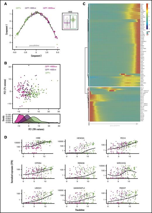 Figure 4. Pseudotime analysis of scRNAseq data. (A) Supervised monocle plot displaying the trajectory of day-29 hiPSC-derived erythroid cells along pseudotime indicating a gradation from GFP−HBBlow to GFP+ cells. The 3 input fractions specified when performing this analysis are shown in the violin plot on the right. (B) Principal component (PC) analysis plot constructed using the top 500 differentially expressed genes between the 3 conditions illustrating the separation of day-29 hiPSC-derived erythroid cells (top). Density graph showing the distribution of the 3 subpopulations with respect to PC1 (bottom). (C) Heatmap showing gene expression changes over pseudotime. Vertical columns represent units of pseudotime. (D) Scatter plots illustrating the expression pattern of selected genes over pseudotime. Normalized expression is shown as transcripts per million (TPM).