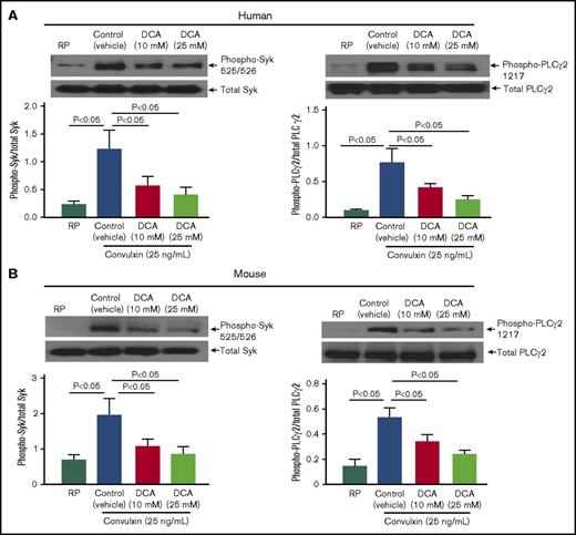 Figure 5. DCA inhibits phosphorylation of Syk and PLCγ2 in convulxin-stimulated platelets. Washed platelets (0.2 × 109/mL) from human (A) and mouse (B) were preincubated with DCA (10 and 25 mM) for 10 minutes at room temperature and stimulated with convulxin (25 ng/mL) for 10 minutes. The upper panels in A and B show representative images of immunoblots of phospho-Syk (Tyr 525/526), total Syk, phospho-PLCγ2 (Tyr1217), and total PLCγ2. Bottom panels indicate densitometry analysis of immunoblots using ImageJ software. The data are expressed as a ratio of phospho-Syk/total Syk and phospho-PLCγ2/total PLCγ2. Values are mean ± SEM, with n = 5 human or mice per group.