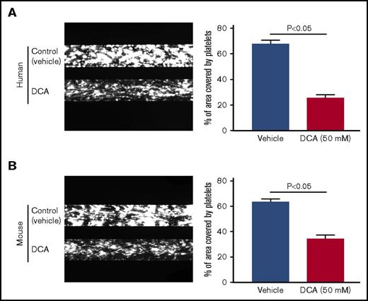 Figure 6. DCA inhibits platelet aggregates/thrombus formation in vitro. The analysis was done using flow chamber system from Bioflux Microfluidics. Human (A) and mouse (B) whole blood pretreated with 50 mM DCA (lower channels) or control (upper channels) was perfused over a collagen-coated (150 μg/mL) surface for 10 minutes at a shear rate of 1500 s−1. Left panels show representative images taken using a 10× objective. Right panels show quantification of the surfaced area covered by fluorescent platelets after 10 minutes of perfusion. Four areas from different areas of flow chamber were analyzed from each blood sample. Data represent the mean percentage of surface area covered by fluorescence platelets ± SEM, with n = 5 per group for mice and 3 per group for the human.