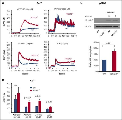 Figure 3. The impact of deleting RGS10 on Ca++ mobilization and myosin light chain. (A-B) Ca++ mobilization. Platelets were stimulated with AYPGKF, ADP, or U46619 at the concentrations indicated in the absence of extracellular Ca++. (A) Representative measurements. (B) Summary of the results of 4 experiments (mean ± SEM). (C) Myosin light chain (MLC) phosphorylation. Washed platelets were incubated for 3 minutes with 350 µM AYPGKF to activate PAR-4. Lysates were probed with an antibody specific for MLC phosphorylated on Thr18 and Ser19 before reprobing with anti-MLC. Data are mean ± SEM. N = 4.