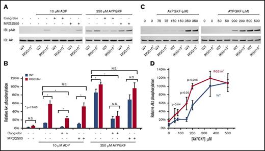 Figure 4. The impact of deleting RGS10 on Akt phosphorylation. (A-B) Gel-filtered platelets from RGS10−/− mice or matched WT controls were incubated with vehicle, 350 μM AYPGKF, or 20 μM ADP for 5 minutes in the presence or absence of the P2Y1 antagonist MRS2500 (50 µM) or the P2Y12 antagonist cangrelor (100 nM), as indicated. Lysates were probed with anti–p-Akt (S473) and then reprobed with anti-Akt. The p-Akt signal was normalized to the Akt loading control and is represented as signal relative to the maximum for WT controls. Data are mean ± SEM, N = 5. (C-D) Platelets were incubated for 5 minutes with AYPGKF at the concentrations shown, lysed, and immunoblotted for p-Akt and Akt as in panel A. Quantification was performed as in panels A and B. Data are mean ± SEM. N = 3 to 5.