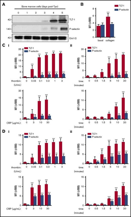 Figure 1. TLT-1 expression is greater than P-selectin expression on the surface of activated megakaryocytes and platelets in vitro. (A) Whole-cell lysates of primary BM-derived mouse megakaryocytes 0 to 5 days after thrombopoietin (Tpo) administration were western blotted for TLT-1, P-selectin, and ERK1/2. Representative blots of 2 independent experiments. (B) BM-derived megakaryocyte surface expression of TLT-1 and P-selectin following collagen stimulation (30 µg/mL) for 20 minutes at 37°C. Data are presented as mean fluorescence intensity (MFI) ± SD; n = 7-9. (C-D) Platelet surface expression of TLT-1 and P-selectin was measured by flow cytometry in response to the protease activated receptor agonist thrombin and the glycoprotein VI–specific agonist CRP in murine (C) and human (D) whole blood. (i) Dose-response (thrombin, 0.03-3 U/mL; CRP, 3-30 µg/mL) and (ii) time course (thrombin, 0.1 U/mL; CRP, 10 µg/mL). Data are presented as median fluorescence intensity ± SD; n = 3-6 independent experiments per condition. *P < .05, **P < .01, ***P < .001 vs basal.