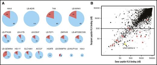Figure 4. Confirmation of previously discovered mHAs. (A) Eighteen previously described HLA class I and class II mHAs were potentially identifiable in the patient genotyping data set by having the relevant cSNP contained on the NS-12 array and the appropriate HLA type contained in the patient population. For each pie chart, the total number represents the number of DRPs in the 101-patient cohort that expressed the appropriate HLA for the examined mHA. The red wedges represent the number of DRPs where the actual mHA could be presented (ie, the appropriate gMM existed in the DRP, and the actual peptide was contained in the total peptide pool). Of the 18 mHAs, 14 were successfully identified by the prediction algorithm. Two mHAs (LB-NUP133 and HA-3) were represented on rare HLAs, and no patients in the cohort had the appropriate gMMs to predict the mHA. For the other 2 mHAs not predicted, the peptide epitope from the mHA derived from HEATR has a predicted binding affinity of >500 nM, and the mHA LB-ADIR is derived from an alternative reading frame. (B) Twelve cSNPs from the SNP array data mapped to known class I mHAs that could be contained in the generated peptide data set. The HLA binding affinity for all 8- to 11-mer DRP peptide pairs to all class I HLA types contained in the patient data set for the 12 cSNPs is shown. A total of 20 926 DRP peptide pairs are shown with increasing shades of gray corresponding to the frequency of the peptide pair in the patient cohort. The 12 cSNPs have been shown to yield 17 mHA peptides that are represented by the red dots. Only 2 of the 17 mHAs fall out of our threshold Kd of 500 nM: the HEATR mHA and 1 confirmed mHA derived from LB-APOBEC3B. The UNC-GRK4-V peptide pair (see Figures 5 and 6) is also mapped (yellow dot).