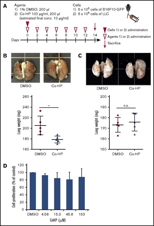 Figure 5. Co-HP inhibited hematogenous metastasis of podoplanin-expressing B16F10, but not that of podoplanin-negative LLC. (A) Study design of experimental lung metastasis. Co-HP or 1% DMSO were injected every 48 hours. B16F10-GFP cells or LLC-GFP cells were IV injected into mice through the tail vein 30 minutes after the injection of the first inhibitor. (B-C, top) Representative images of the lungs excised from Co-HP– or DMSO-injected mice 14 days after tumor injection of B16F10 (B) or LLC (C). (Bottom) Weight of the lungs excised from Co-HP– or DMSO-injected mice (n = 5 in each group) 14 days after tumor injection of B16F10 (B) or LLC (C). Mean values ± SD are shown for each group (DMSO control, ●; Co-HP, ▲). Data were analyzed using the Student t test. *P < .05. (D) Proliferation of B16F10 cells in the presence of DMSO or Co-HP. The cells were counted 24 hours after 0.3% DMSO or Co-HP administration. The cell numbers in the presence of 0.3% DMSO were set to 100%. Mean values ± SD are shown for each group (n = 6 from 3 independent experiments). Data were analyzed using the Dunnett test. n.s., not significant.