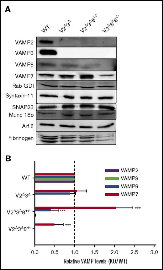 Figure 1. Generation of V2Δ 3Δ and V2Δ 3Δ 8−/− animals. (A) A collage of representative western blots comparing protein levels among V2Δ3Δ, V2Δ3Δ8+/−, and V2Δ3Δ8−/− platelets. Washed platelets (5 × 107 platelets per lane) were prepared from WT, V2Δ3Δ, V2Δ3Δ8+/−, and V2Δ3Δ8−/− mice, and the indicated proteins were probed for. The blots for VAMP7, VAMP8, and Rab GDI were from the same membrane. (B) The VAMP isoforms in V2Δ3Δ, V2Δ3Δ8+/−, and V2Δ3Δ8−/− platelets were quantified using Rab GDI as a loading control and ImageQuant TL software (v 7.0). The data were plotted as the ratio of knockout/WT. The vertical dashed line indicates a ratio of 1. Data are representative of platelets collected from individual mice from each strain and ≥3 independent experiments (see supplemental Figure 1 for additional blots for VAMP7 and VAMP8). A Student t test was used to analyze the data. ***P < .001.