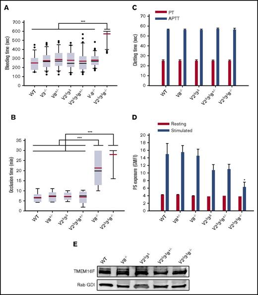 Figure 6. Hemostasis and thrombus formation are impaired in V2Δ 3Δ 8−/− animals. (A) Tail bleeding times were measured after tail transection of WT (n = 28), V3−/− (n = 38), V2Δ3Δ (n = 20), V8+/− (n = 26), V8−/− (n = 31), V2Δ3Δ8+/− (n = 41), and V2Δ3Δ8−/− (n = 34) mice. (B) Thrombus formation in the carotid artery was induced by topical application of 5% FeCl3, and blood flow was monitored in WT (n = 6), V8+/− (n = 6), V2Δ3Δ (n = 7), V2Δ3Δ8+/− (n = 9), V8−/− (n = 7), and V2Δ3Δ8−/− (n = 7) mice. For panels A and B, data are mean ± standard error of the mean. The P values (log-rank test) are indicated and ***P < .001. The red line indicates the mean, and the black line indicates the median. The box represents 25th-75th percentiles. Whiskers/error bars above and below the box indicate the 90th and 10th percentiles, respectively. Outliers are as shown in tail bleeding figure. (C) APTT and PT were measured in platelet-poor plasma prepared from WT (n = 7), V8−/− (n = 5), V2Δ3Δ (n = 8), V2Δ3Δ8+/− (n = 3), and V2Δ3Δ8−/− (n = 5) mice. (D) PS exposure on the surface of thrombin-stimulated platelets from WT, V8+/−, V8−/−, V2Δ3Δ, V2Δ3Δ8+/−, and V2Δ3Δ8−/− mice was measured by fluorescein isothiocyanate–lactadherin binding and flow cytometry. The data are representative of 2 independent assays. *P < .05, Student t test. (E) A representative western blot showing the levels of TMEM16F in the indicated strains. Rab GDI was used as a loading control.