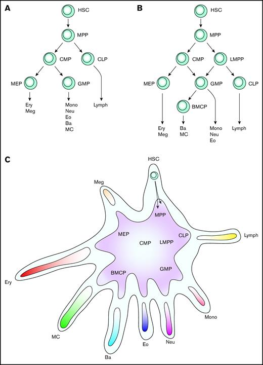 Evolution of models describing hematopoiesis. (A) Classic hierarchical model of hematopoiesis. (B) Revised model of hematopoiesis with LMPPs and BMCPs. (C) Differentiation landscape model of hematopoiesis. Hematopoietic stem and progenitor cells differentiate along ≥1 trajectories in the landscape. Each arm represents the entry point to 1 lineage, with the exception of the HSC arm, which is the starting point. Previously described bi- and multipotent progenitors are indicated, but the model is flexible and allows for tripotent erythroid, mast cell, and basophil progenitors, for example. This model focuses on myeloerythroid cell differentiation; the multiple lymphoid populations that exist are therefore not described in detail. Ba, basophil; CLP, common lymphoid progenitor; Eo, eosinophil; Ery, erythrocyte; HSC, hematopoietic stem cell; lymph, lymphocyte; MC, mast cell; Meg, megakaryocyte; mono, monocytes; MPP, multipotent progenitor; Neu, neutrophil.