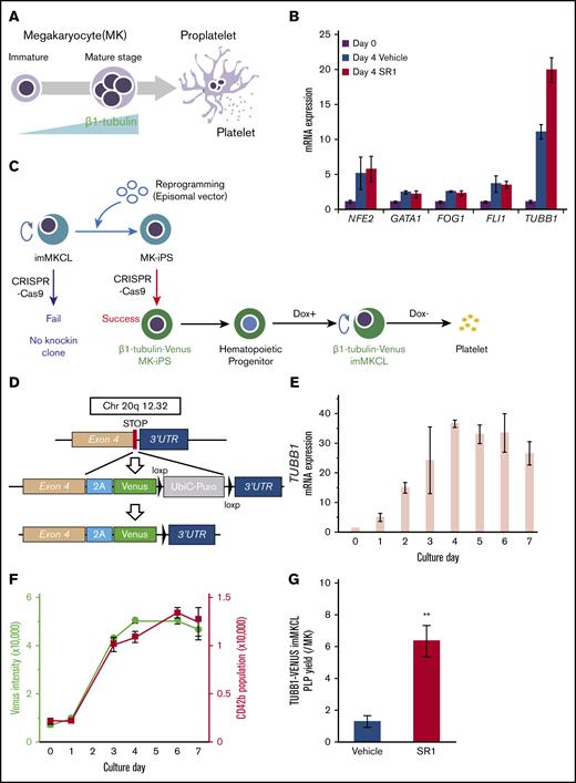 Establishment of a β1-tubulin–Venus imMKCL reporter line to fluorescently monitor MK maturation. (A) Schematic representation of MK maturation. The increased expression level of TUBB1 is induced in the terminal stage of MK maturation. (B) The mRNA expression of several markers of MK maturation. Samples were obtained from imMKCLs (Cl-7 clone; 2 × 105 cells) incubated in the absence or presence of SR1 (0.75 μM) on day 4 (DOX-Off stage). Gene expression levels were measured using quantitative real-time reverse transcription polymerase chain reaction and normalized to GAPDH expression. (C) Schematic illustration of the establishment of a β1-tubulin–Venus reporter line from secondary imMKCL-derived iPSCs. The imMKCL-derived secondary iPSCs were used to establish the reporter cell line with a green (Venus) fluorescent transgene, followed by redifferentiation into the imMKCL state. (D) CRISPR/Cas9-mediated knock-in strategy to generate β1-tubulin–Venus imMKCLs. A self-cleaving 2A peptide with a green (Venus) transgene was inserted downstream of exon 4. (E) The mRNA expression of TUBB1 increased upon MK maturation in β1-tubulin–Venus imMKCLs. Samples were obtained from β1-tubulin–Venus imMKCLs (2 × 105 cells) on the indicated days. (F) Venus intensity and CD42b+ population were increased upon the maturation of β1-tubulin–Venus imMKCLs. The Venus fluorescence intensity was assessed using an ArrayScan over 7 days. The CD42b+ population was detected using flow cytometry. (G) Effect of SR1 on PLP yield from β1-tubulin–Venus imMKCLs. Cells (2 × 105) were incubated in the absence or presence of SR1 (0.75 μM) for 7 days, and CD41+CD42b+ PLPs were detected and counted using flow cytometry. Data are expressed as the mean ± SD from 3 independent experiments. **P < .01 vs Vehicle, Student t test.