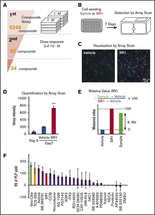 Development of an HTS system to discover compounds that facilitate MK maturation. (A) Schematic illustration of the screening procedure. From an initial pool of 5245 compounds, 67 compounds were selected based on the Venus fluorescence intensity in the first screening and were subjected to a second screening for further validation. Twenty-eight compounds improved MK maturation and subsequent PLP production. (B) Strategy for screening compounds that promote MK maturation based on the visualization of β1-tubulin–Venus expression. β1-tubulin–Venus imMKCLs (30 000 cells per well) were cultured in 96-well plates for 7 days in the presence of drugs. Venus fluorescence intensities were detected using an ArrayScan. (C) Representative fluorescent images of β1-tubulin–Venus imMKCL maturation in the absence or presence of SR1. The green fluorescent cells represent Venus-expressing cells. (D) Quantified Venus intensity of β1-tubulin–Venus imMKCLs cultured in the absence or presence of SR1. β1-tubulin–Venus imMKCLs were cultured in 96-well plates for 7 days in the absence or presence of SR1 (0.75 μM). (E) Formula for calculating relative values from measured ones. Data were normalized to the plate negative (Vehicle) and positive (SR1) controls. (F) Relative PLP production from imMKCLs treated with candidate compounds. β1-tubulin–Venus imMKCLs (2 × 105) were incubated for 7 days in the absence or presence of candidate drugs at their optimal concentrations (0.4-10 μM), after which CD41+CD42b+ PLPs were detected and counted using flow cytometry. Values were normalized to PLP production in the presence of SR1. Data are expressed as the mean ± SD from 3 to 5 independent experiments. ***P < .001 vs Vehicle, Student t test.