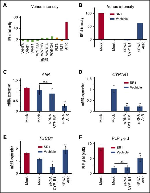 Application of β1-tubulin–Venus reporter imMKCLs to siRNA-based assays. (A) Relative Venus intensity of β1-tubulin–Venus imMKCLs that were transfected with siRNAs specific for the indicated genes or nontarget. Cells were reversed transfected using the Stemfect RNA Transfection Kit and further matured for 7 days. Venus fluorescence intensities were detected using the ArrayScan and normalized to values of cells treated with mock siRNA in the presence of SR1 or DMSO. (B) Relative Venus intensity of β1-tubulin–Venus imMKCLs that were transfected with siRNAs specific for AhR, CYP1B1, or nontarget (Mock). Samples were also assessed for mRNA expression of AhR (C), CYP1B1 (D), or TUBB1 (E), as well as PLP yield (F). The mRNA expression levels were measured using quantitative real-time reverse transcription polymerase chain reaction and normalized to GAPDH. For PLP production, the cells were incubated for 7 days. CD41+CD42b+ PLPs were detected and counted using flow cytometry. Data are expressed as the mean ± SD from 3 independent experiments. *P < .05, **P < .01 vs Mock (without SR1), 1-way ANOVA. n.s., not significant (P > .5).