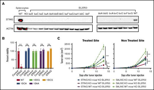 Figure 1. STING toxicity on lymphoma vs immunotherapeutic effect. (A) The Sting gene was knocked out of BL370 lymphoma cells using the CRISPR/cas9 system. Depicted is a western blot showing STING expression in BL3750 WT and STING KO clones, as well as splenocytes isolated from WT or STING KO mice. (B) Viability of WT and KO BL3750 cells after incubation with 20 µg/mL STINGa for 24 hours (n = 3). Statistical significance was calculated by a Student t test. Error bars are standard error of the mean (SEM). (C) STING knockout (KO) or wild-type (WT) BL3750 cells were implanted SC on STING KO or WT mice. Each mouse was implanted with 2 tumors, 1 on each side of the abdomen. At day 6, 8, and 10 after tumor implantation, 20 µg STINGa was injected into 1 tumor. Tumor growth of both the injected and distant tumors was monitored (5-10 mice per group). Statistical significance was calculated using 2 way analysis of variance (ANOVA). Error bars are SEM. ***P < .001. ns., not significant.
