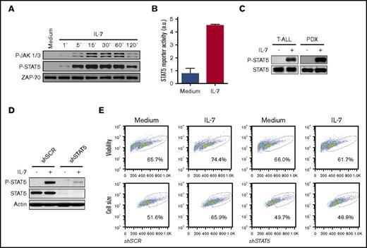 Figure 2. JAK/STAT5 pathway activation is required for IL-7-induced T-ALL cell viability and growth. (A) IL-7-starved TAIL7 cells were incubated with IL-7 for the indicated periods of time, and JAK-STAT5 pathway activation was analyzed by immunoblot. In the P-JAK1/3 panel, the upper bands correspond to P-JAK1 and the lower bands to P-JAK3. Results are representative of at least 2 independent experiments. (B) TAIL7 cells were nucleofected with pGL3-β-casein-firefly luciferase vector and pGL4-SV40-Renilla luciferase, followed by IL-7 stimulation for 24 hours. Luciferase activity from cell extracts was measured in a luminometer. STAT5 transcriptional activity was calculated as described in “Methods.” (C) Primary T-ALL or PDX cells were stimulated with IL-7 for 15 minutes or 2 hours, respectively, followed by immunoblot analysis of STAT5 activation. Data representative of 2 patients and 3 PDX analyzed. (D) HPB-ALL cells, stably transduced with STAT5A shRNA (shSTAT5) or scramble control (shSCR), were stimulated with IL-7 for 15 minutes and evaluated for STAT5 activation (P-STAT5) and total STAT5 expression. (E) Stably transduced HPB-ALL cells cultured for 72 hours in the indicated conditions were assessed for viability and cell growth. Results are representative of 3 independent experiments. Graphics represent average of triplicates ± standard error of the mean (SEM).