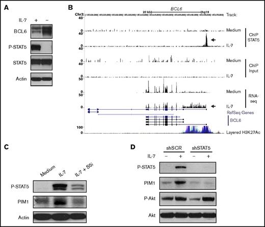 Figure 6. IL-7 directly modulates PIM1 and BCL6 expression via STAT5. (A) TAIL7 cells were withdrawn or not from IL-7 for 96 hours and collected for immunoblot analysis of BCL6, P-STAT5, and STAT5. (B) Data from ChIP-seq and RNA-seq were uploaded to University of California, Santa Cruz genome browser visualization tool (top 6 tracks). The browser is centered on the human BCL6 gene locus (hg19). Custom tracks are paired as control (Medium) and IL-7. ChIP STAT5 track pair represents peaks found upon STAT5 IP, and the arrow highlights a STAT5 binding peak. Input track represents control input for ChIP. RNA-seq track represents mRNA expression. Peak height is proportional to the expression. The bottom arrow in RNA-seq tracks highlights the decrease in overall BCL6 gene expression and concomitant processing of intron 1 into the mRNA. (C) IL-7-deprived TAIL7 cells were cultured for 72 hours in medium, IL-7, or IL-7 plus S5i and analyzed for P-STAT5 and PIM1. (D) Serum-starved, stably transduced HPB-ALL cells were cultured with or without IL-7 for 24 hours and analyzed for P-STAT5, PIM1, and P-Akt. Results are representative of at least 3 independent experiments.
