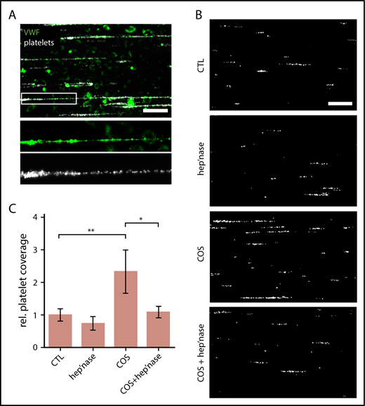 Figure 1. Binding of platelets to endothelial-released VWF. (A) Snapshot taken during a representative microfluidic experiment. HUVECs were perfused at a constant shear stress of 6 dyne/cm2. VWF release was induced by 50 µM of histamine, and adhering fluorescent platelets (false color-coded in white) were tracked by fluorescence microscopy. VWF fibers (green) were stained with a FITC-conjugated antibody during the experiment. Scale bar, 100 µm. (B) VWF-mediated binding of platelets (white) to the endothelium. The endothelial gylcocalyx was manipulated through treatment with heparinase-I (hep’nase), COS, or both compounds (COS + hep’nase). Only histamine-treated HUVECs were used as control (CTL). Scale bar, 100 µm. (C) Quantitative evaluation of the VWF-dependent platelet coverage (n = 3-9). *P ≤ .05, **P ≤ .01 (1-way analysis of variance and Bonferroni post hoc test). rel., relative.