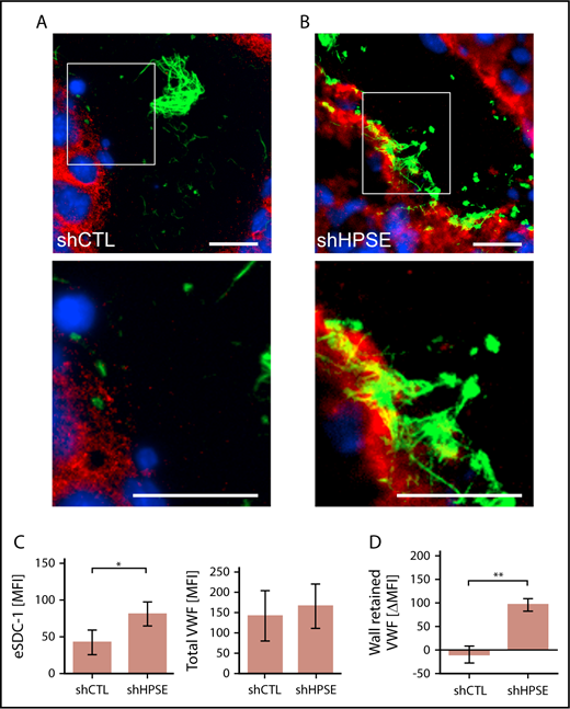 Figure 4. Interaction between endothelial SDC-1 and VWF fibers. Blood vessel of tumor tissue generated by control melanoma cells (shCTL) (A) or melanoma cells (B) with silenced HPSE (shHPSE). (A-B) White boxes mark the area of the depicted magnifications shown below. Scale bars, 20 µm. SDC-1 is shown in red, VWF in green, and nuclei in blue. (C) Quantifications of the endothelial SDC-1 (eSDC-1) and the total VWF content in shCTL and shHPSE tumors (n = 4). Signal levels were expressed as mean fluorescence intensity (MFI). (D) Change of VWF fiber amount retained at the blood vessel wall in shCTL and shHPSE tumors (n = 4). Differences in signal levels were expressed as change in MFI (ΔMFI). *P ≤ .05, **P ≤ .01 (Student t test).