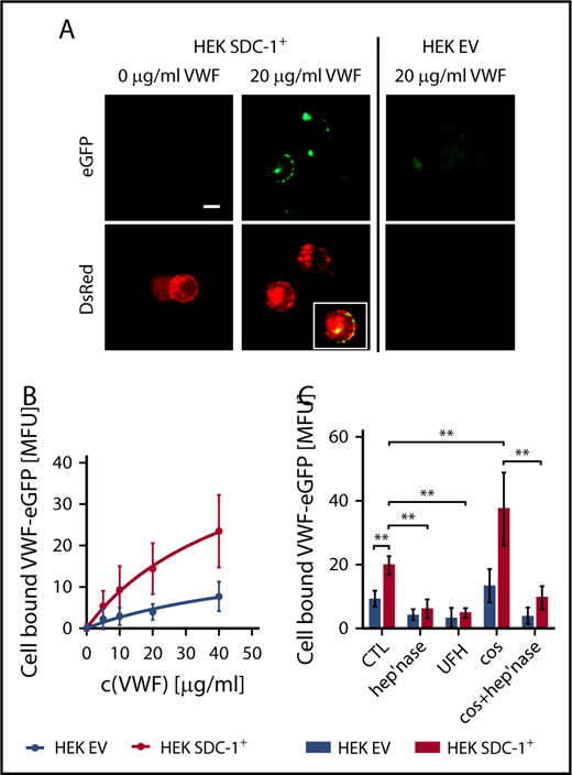 Figure 6. Interaction between recombinant VWF and recombinant SDC-1 exposed by HEK293 cells. (A) Fluorescence microscopic images of cells expressing human rhSDC-1 fused to the red fluorescent protein DsRed (SDC-1+) were incubated with or without 20 µg/mL of enhanced green fluorescent protein (eGFP)–labeled human VWF. HEK293 cells that were transfected with an EV served as a control. Scale bar, 10 µm. Inset shows the colocalization between the VWF and membranous SDC-1. (B) Flow cytometric measurement of the dose-dependent binding of VWF to SDC-1+ and EV cells (n = 3). (C) Binding of VWF to HEK cells in the presence of unfractionated heparin (UFH) or after manipulation of the glycocalyx with heparinase (hep’nase) and/or COS (n = 3-9). **P ≤ .01 (1-way analysis of variance and Bonferroni post hoc test).
