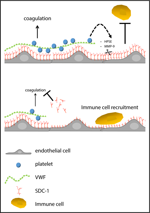 Figure 7. Proposed model aligning the obtained data to recent literature. VWF fibers are tethered to SDC-1 as part of the endothelial glycocalyx. Platelets are trapped by the VWF fibers and further activated in the course of coagulation (eg, through thrombin). Platelet-derived MMPs and HPSE are able to shed the endothelial glycocalyx. Soluble SDC-1 prevents further blood clotting, whereas the endothelial glycocalyx–free endothelial layer promotes the recruitment of immune cells.