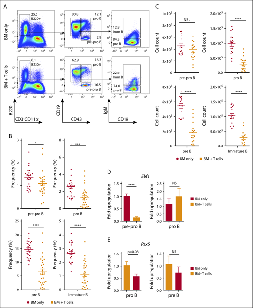 Figure 3. Impaired BM B-cell development in cGVHD. B10.BR mice were transplanted with BM only or BM and T cells from B6 donor mice, and BM cells from tibiae and femurs were harvested on day 30. (A) Representative flow cytometry plots demonstrating frequency of donor-derived pre-pro–B, pro-B, pre-B, and immature B cells in the BM of transplanted animals. The numbers indicate the frequency of cells found in the gated (not total) population. (B-C) Frequency of cells found from all cells evaluated in the BM (B) and total number (C) of donor-derived pre-pro–B (B220+CD43+CD19−IgM−), pro-B (B220+CD43+CD19+IgM−), pre-B (B220+CD43−CD19+IgM−), and immature B cells (B220+CD43−CD19+IgM+) isolated from the BM of transplanted mice. Combined data from 5 independent experiments are shown. *P < .05, ***P < .001, ****P < .0001 (Mann-Whitney U test); n = 24 (16 for overall number of cells) and n = 28 (18 for overall number of cells) for the BM only and BM plus T cells groups, respectively. (D) Expression of Ebf1 in sorted pre-pro–B and pro-B progenitors isolated from the BM-only control group (open bars) and cGVHD group (filled bars). Pooled data from 2 independent experiments are shown. ****P < .0001 (unpaired Student t test); n = 6 for each group; sorting purity was >95% and >90% for pre-pro–B and pro-B progenitors, respectively. (E) Expression of Pax5 gene in sorted pro-B and pre-B progenitors isolated from the BM-only control group (open bars) and cGVHD group (filled bars); n = 3 for each group, >90% and >95% for pro-B and pre-B progenitors. Bars represent standard error of the mean. NS, not significant.