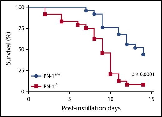 Figure 1. Increased mortality in bleomycin-injured PN-1−/− mice. PN-1−/− mice and their PN-1+/+ littermates were subjected to bleomycin-induced lung injury (2 mg/kg) by intratracheal instillation. Percentages of surviving mice were plotted over a 14-day period after bleomycin treatment. Log-rank test was used to compare the difference between PN-1−/− and PN-1+/+ mice (n = 25 per group; P ≤ .0001). The proportion of survival was determined based on euthanasia criteria. Animals that lost 20% of their body weight were euthanized.